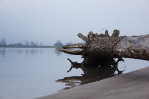 Photo of washed up log at Frenchman's Bar in Vancouver, Washington